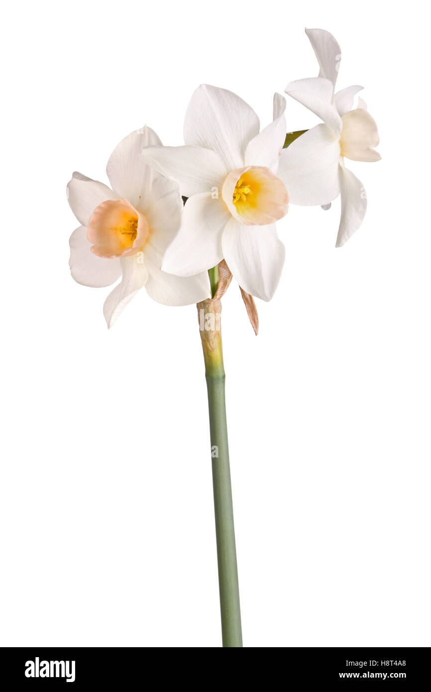 Tre fiori di rosa, giallo arancio e bianco jonquil cultivar isolata contro uno sfondo bianco Foto Stock