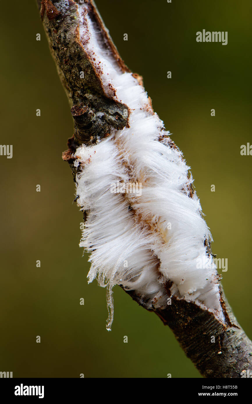 Capelli il ghiaccio è acqua congelata che viene spinto in fuori di morti in legno di faggio da funghi. Se viene visualizzato solo quando si tratta di congelamento di 1 o 2 gradi sotto zero e il tasso di umidità è alta. È anche chiamato il gelo della barba. Foto Stock