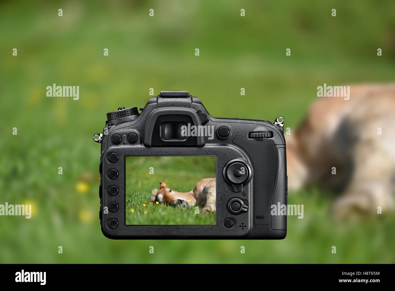 Reflex fotocamera reflex fotografare con sullo schermo immagini live di un piccolo puledro avente un riposo in erba verde con fiori Foto Stock