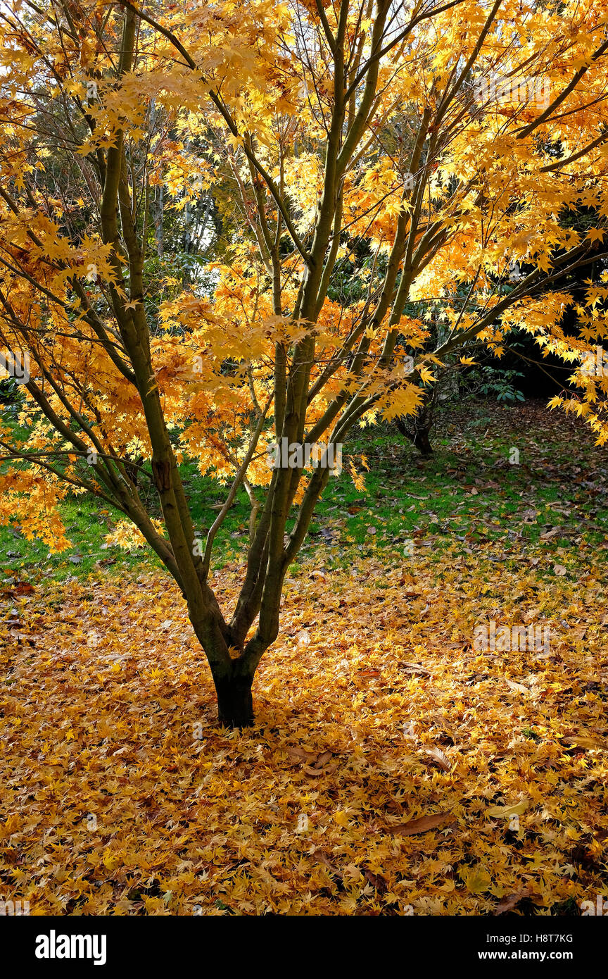 Giapponese, acer autunnale di foglie di giallo in autunno, North Norfolk, Inghilterra Foto Stock