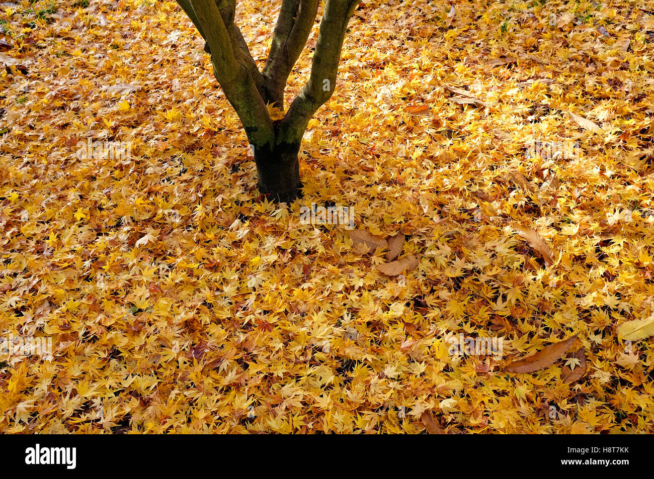 giapponese acer autunnale giallo foglie in autunno, norfolk nord, inghilterra Foto Stock