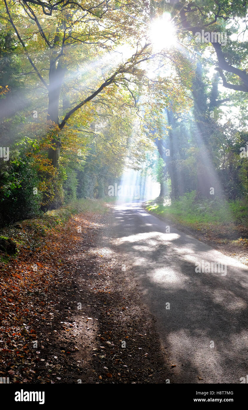 luce del sole che passa attraverso alberi di bosco autunnali, norfolk, inghilterra Foto Stock
