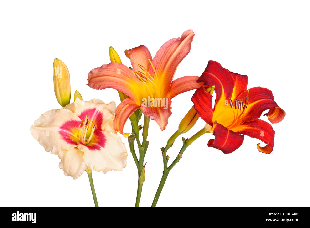 Tre fiori daylily delle diverse cultivar in vari colori con gemme non aperti isolata contro uno sfondo bianco Foto Stock