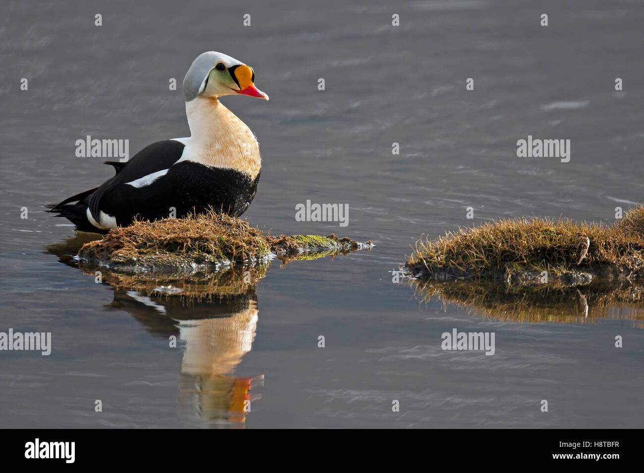 Re eider (Somateria spectabilis) maschio in stagno su tundra, Svalbard / Spitsbergen Foto Stock