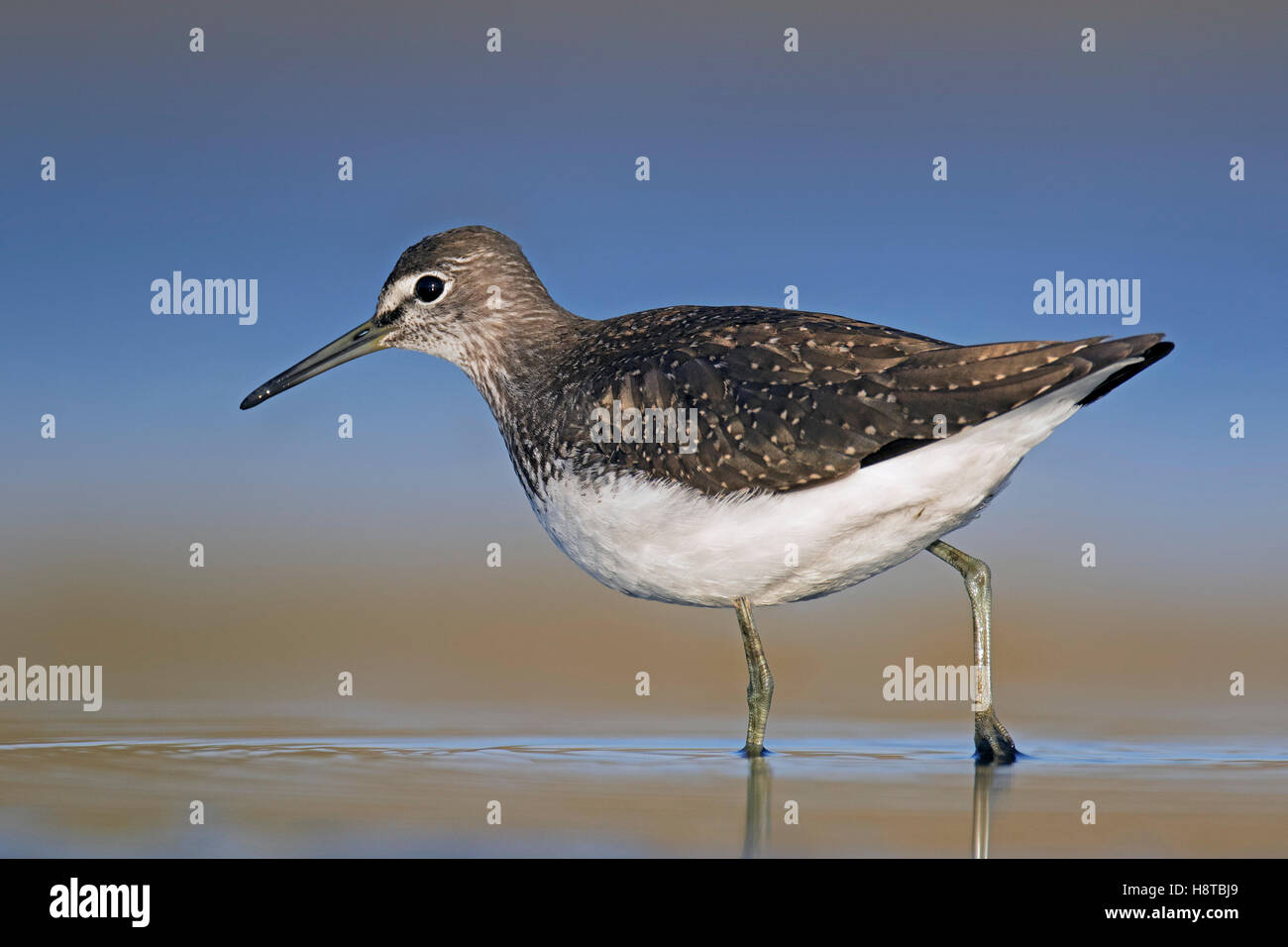 Green sandpiper (Tringa ochropus) capretti rovistando sulla piana di fango Foto Stock