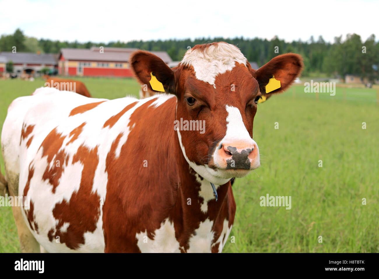 In prossimità di una mucca in piedi sul campo verde con cascina sfondo, shallow dof. Foto Stock