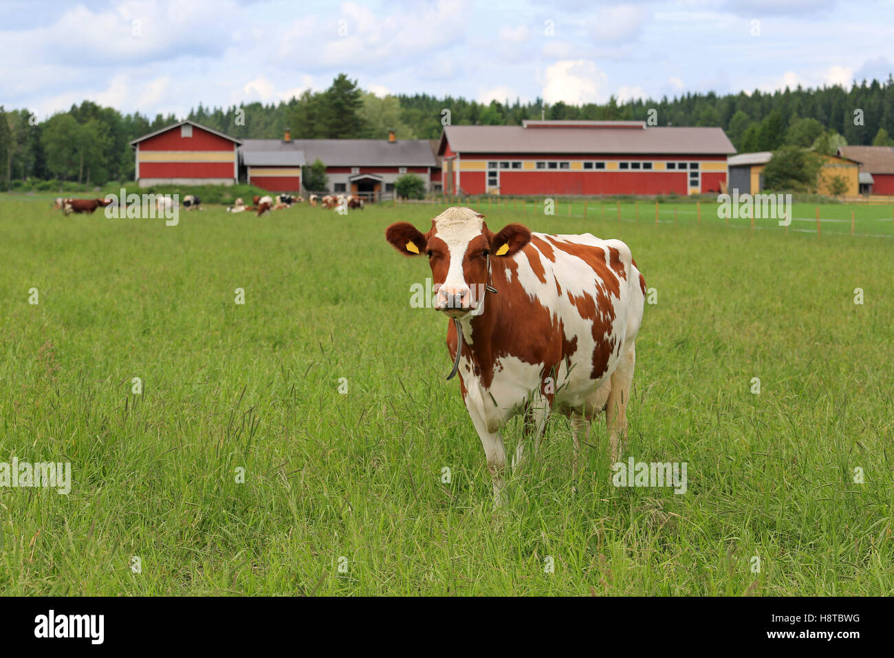 Mucca in piedi su un prato verde campo con più vacche e cascina sullo sfondo. Profondità di campo. Foto Stock