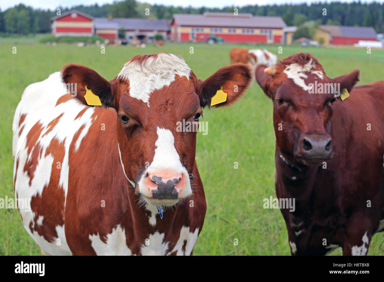 In prossimità dei due mucche sul campo verde con cascina sfondo, shallow dof, con focus sulla mucca sulla sinistra. Foto Stock