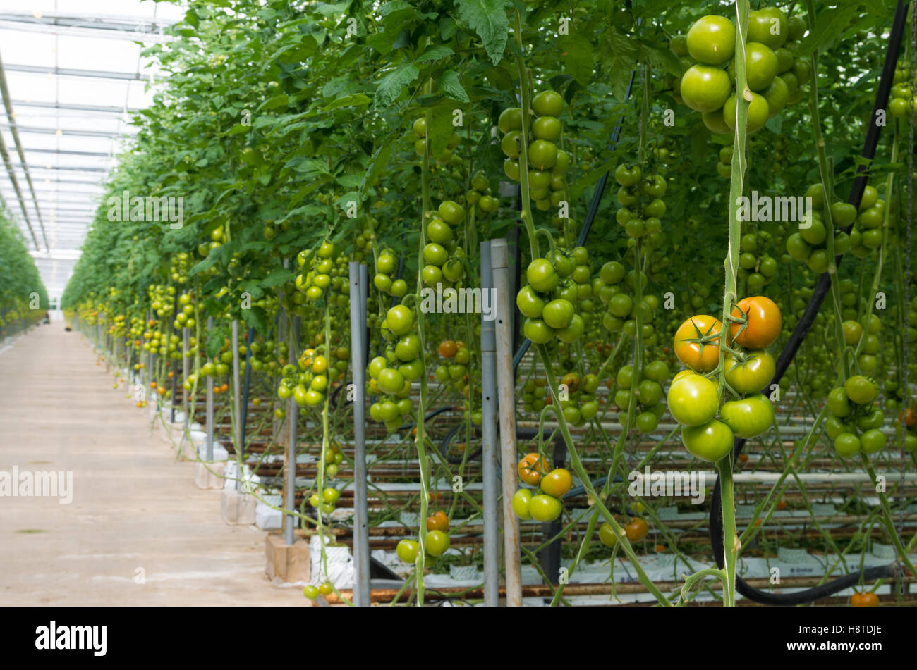 Righe di pomodori di maturazione in una serra olandese Foto Stock