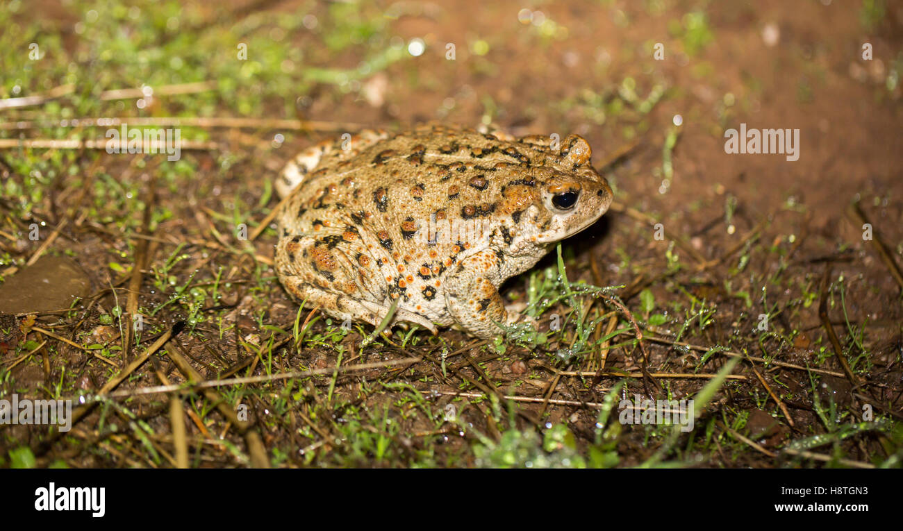 California Toad - Anaxyrus halophilus boreas, Santa Clara County, California Foto Stock