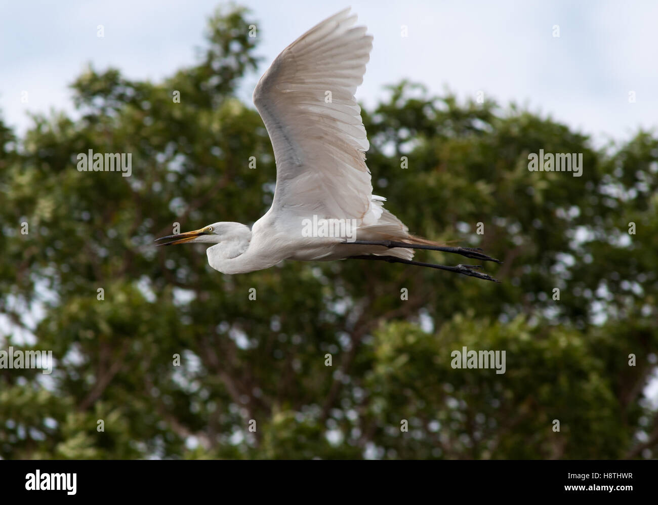 Grande airone bianco, Egretta alba Foto Stock