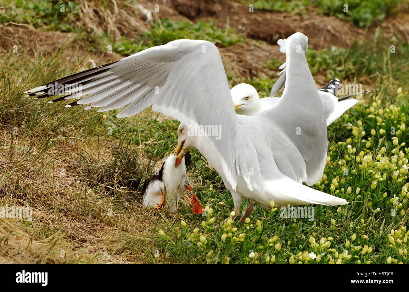 Gabbiano di aringa con puffin nel suo becco, cercando di pizzicare le anguille di sabbia del puffin. Isole Farne, Northumberland, Inghilterra, Regno Unito. Foto Stock