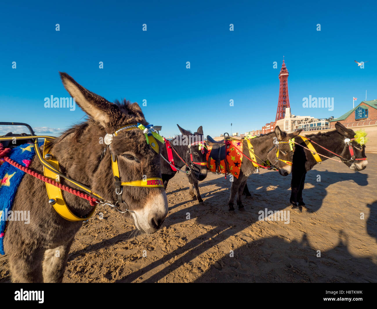 Asini sulla spiaggia con la Blackpool Tower in distanza, Blackpool, Lancashire, Regno Unito. Foto Stock