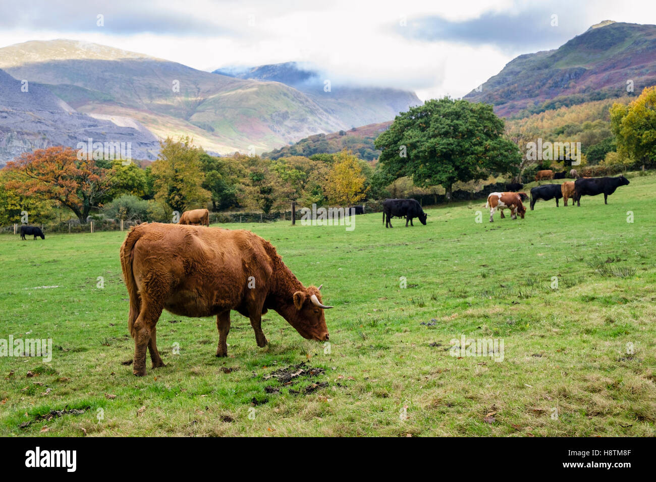Paese di scena con il pascolo di bestiame in una fattoria di campagna campo tra le montagne di Snowdonia in autunno. Llanberis, Gwynedd, il Galles del Nord, Regno Unito, Gran Bretagna Foto Stock