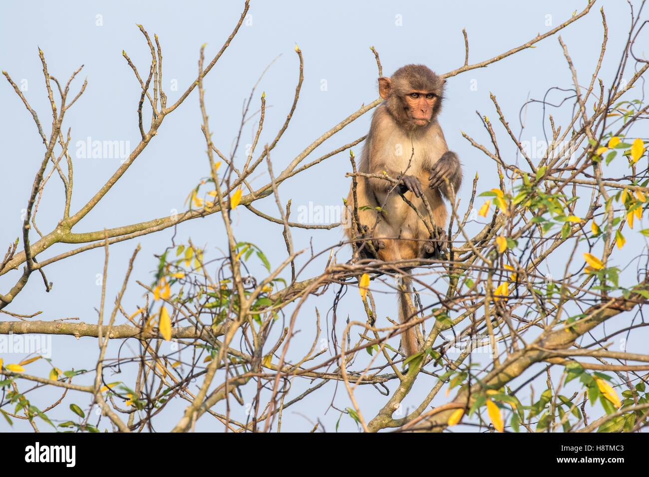 India Macaca Mulatta Primate Old World Rhesus Monkey Macaque Immagini e ...