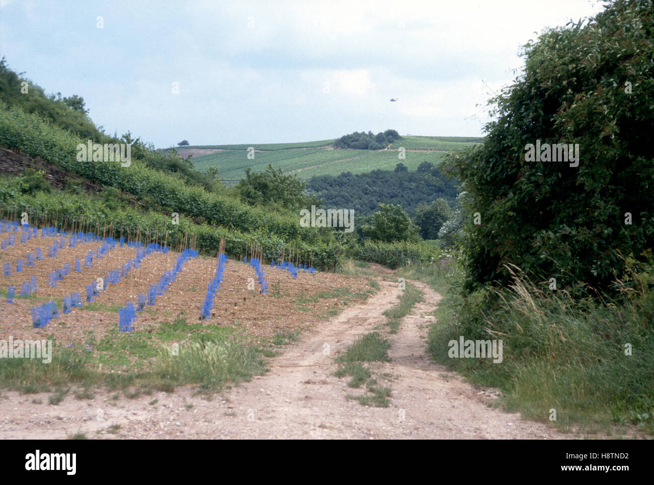 Cantiere del vino la valle del Rodano con le sue groth Foto Stock