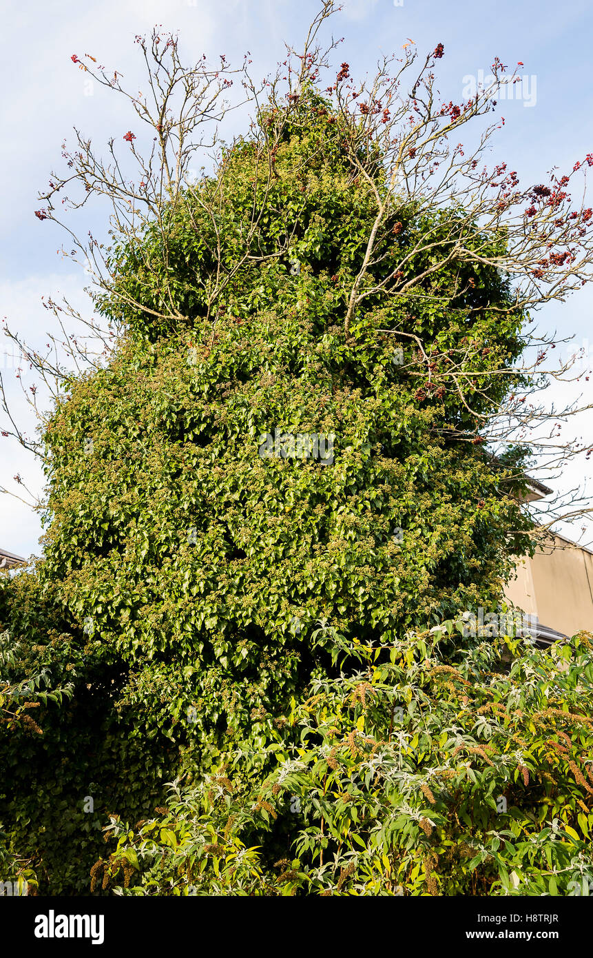Ivy-placcati sorbus Albero in autunno Foto Stock
