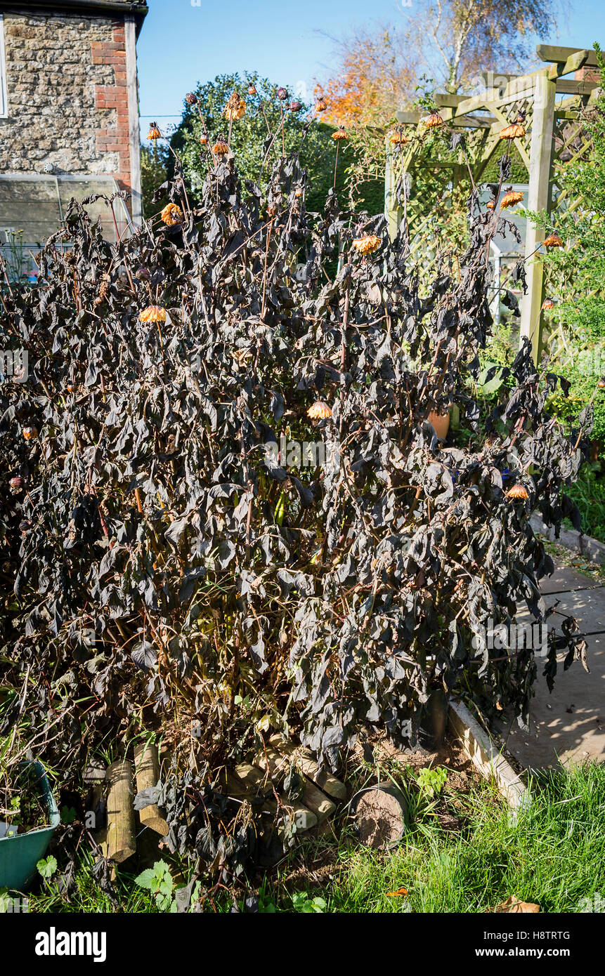 Primo gelo annerite dahlia piante in inizio inverno Foto Stock
