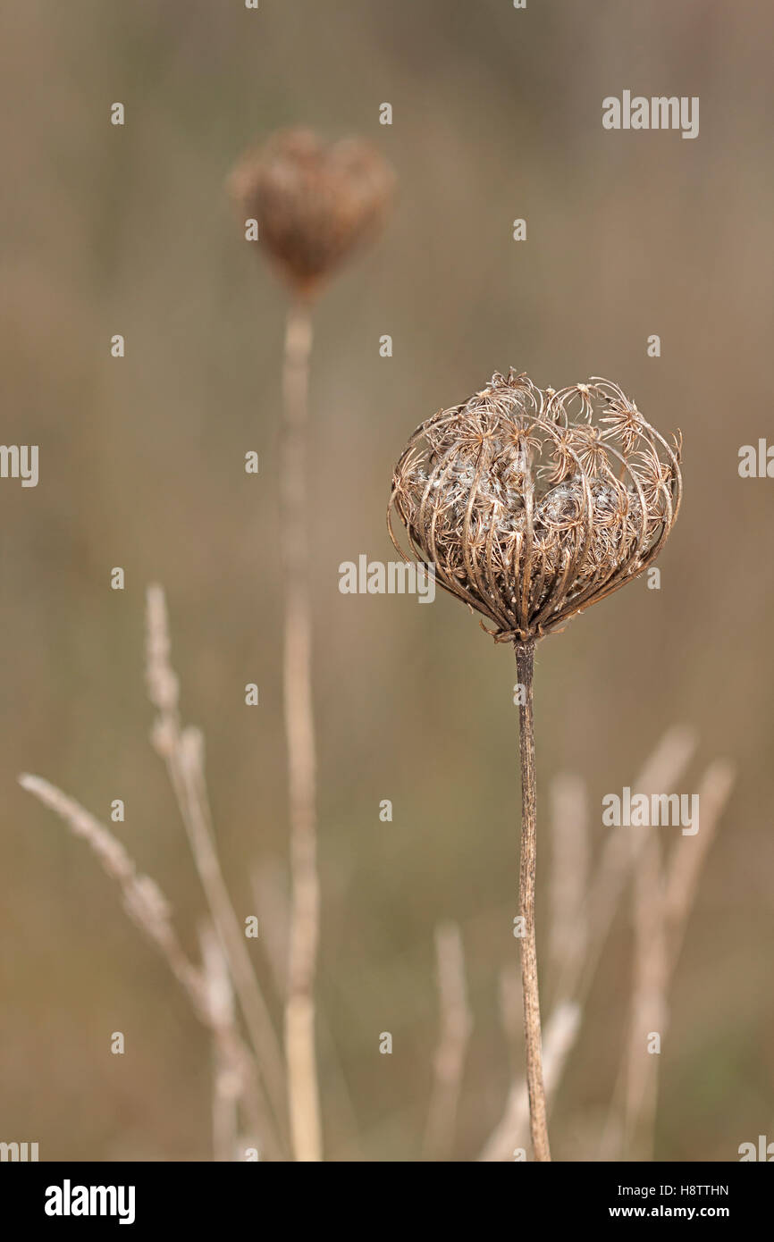 Un ombrella woody di una regina Anna forme di pizzo un nido intorno al suo essiccamento semi soffici. Foto Stock