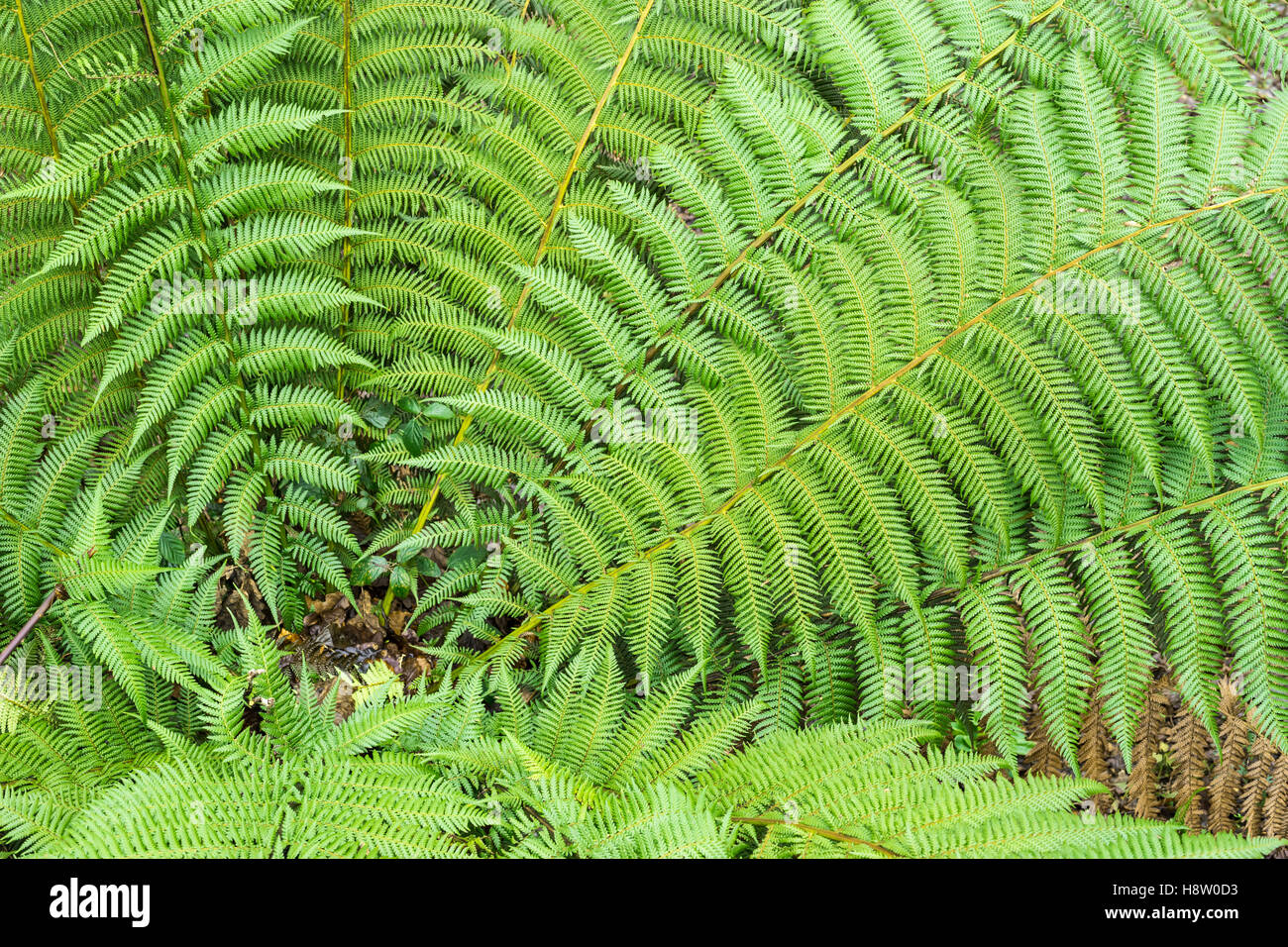 La felce, Lost Gardens of Heligan, Cornwall, Inghilterra Foto Stock