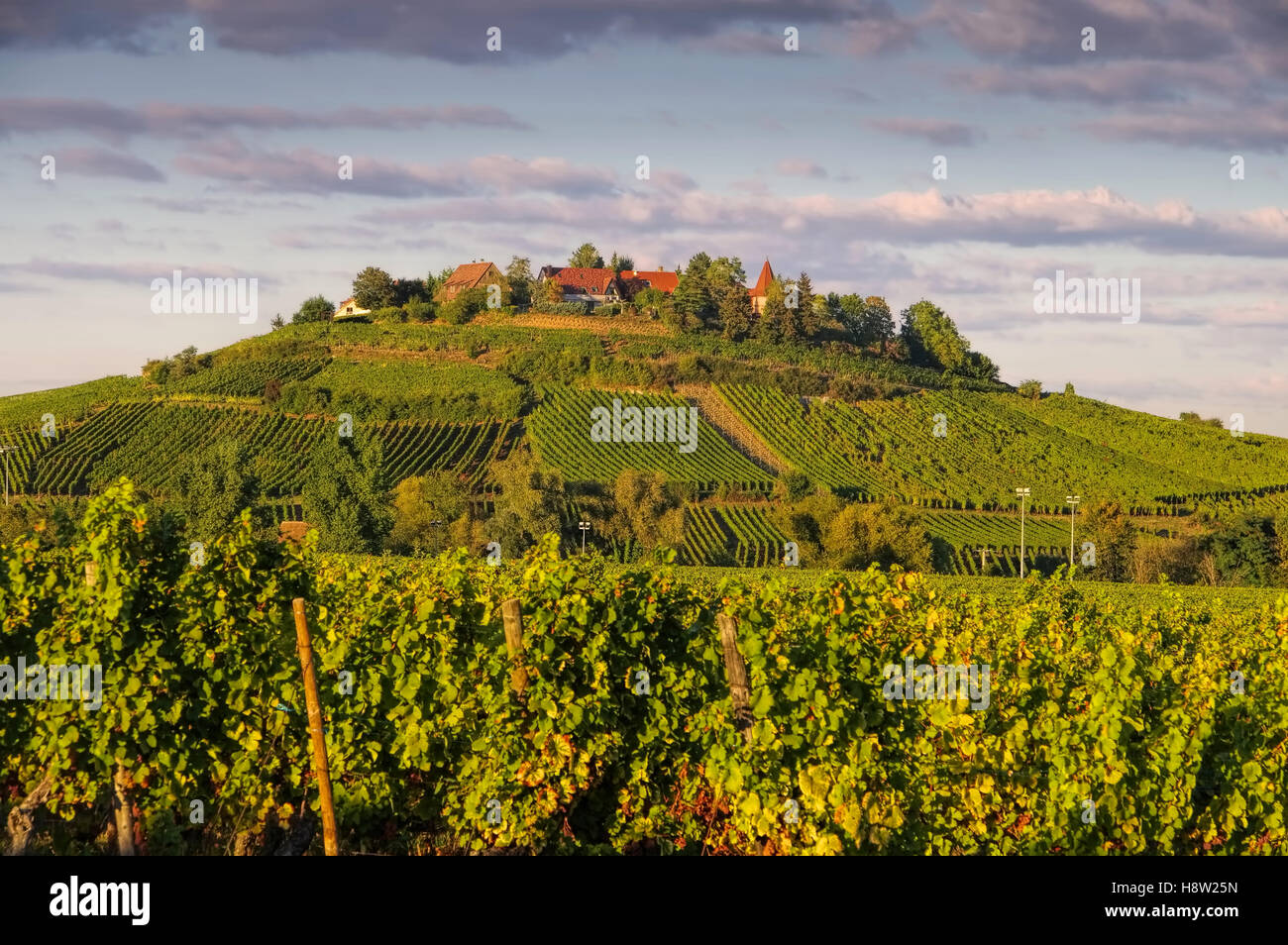 Weinberg und Stadtansicht Zellenberg im Elsass, Frankreich - Vigna e townscape Zellenberg, Alsazia in Francia Foto Stock