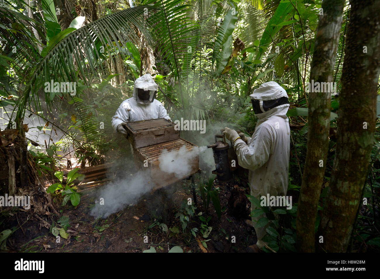 Due gli apicoltori con alveari nella foresta amazzonica, il miele delle api (Apis mellifera), Asentamento Areia, Trairão distretto, Pará Foto Stock