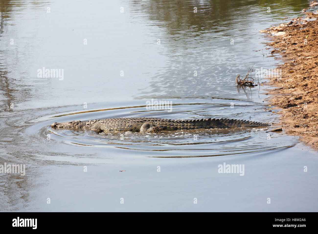 Coccodrillo del Nilo (Crocodylus niloticus) nel fiume Grumeti, Serengeti National Park, Tanzania Foto Stock