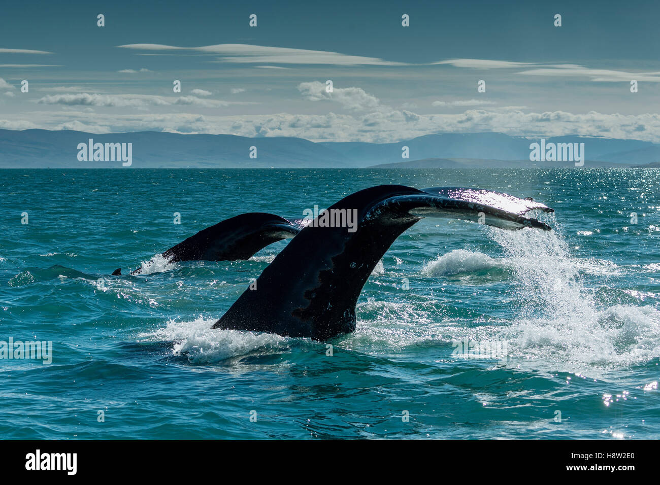 Coda, passera nera, immersioni Balene Humpback (Megaptera novaeangliae), Eyjafjörður, Islanda Foto Stock