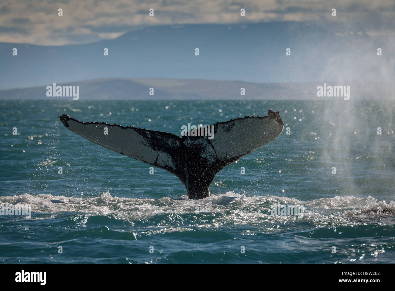 Coda, passera nera diving Humpback Whale (Megaptera novaeangliae), Eyjafjörður, Islanda Foto Stock
