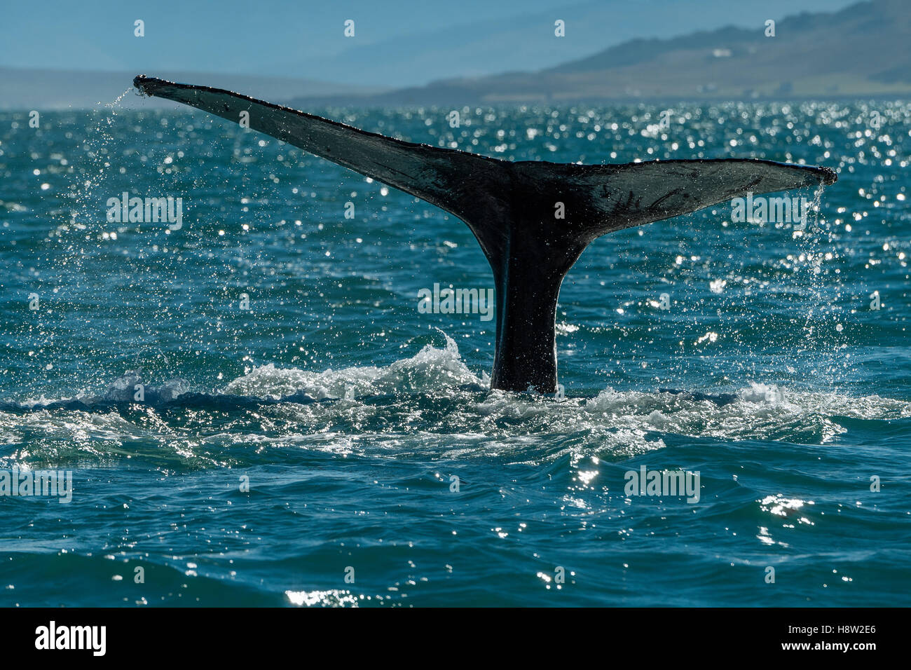 Coda, passera nera diving Humpback Whale (Megaptera novaeangliae), Eyjafjörður, Islanda Foto Stock