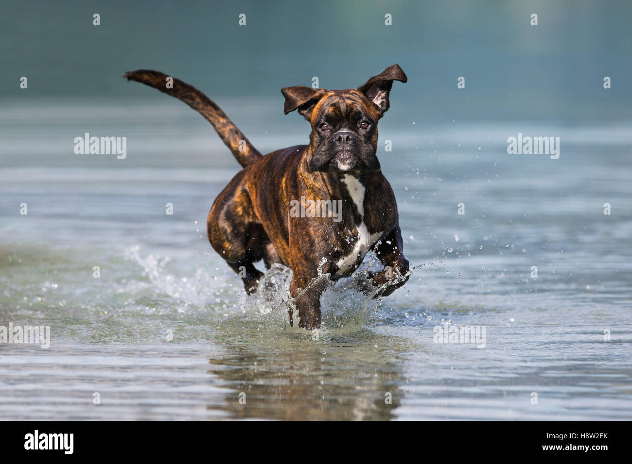Boxer in esecuzione in acqua, Austria Foto Stock