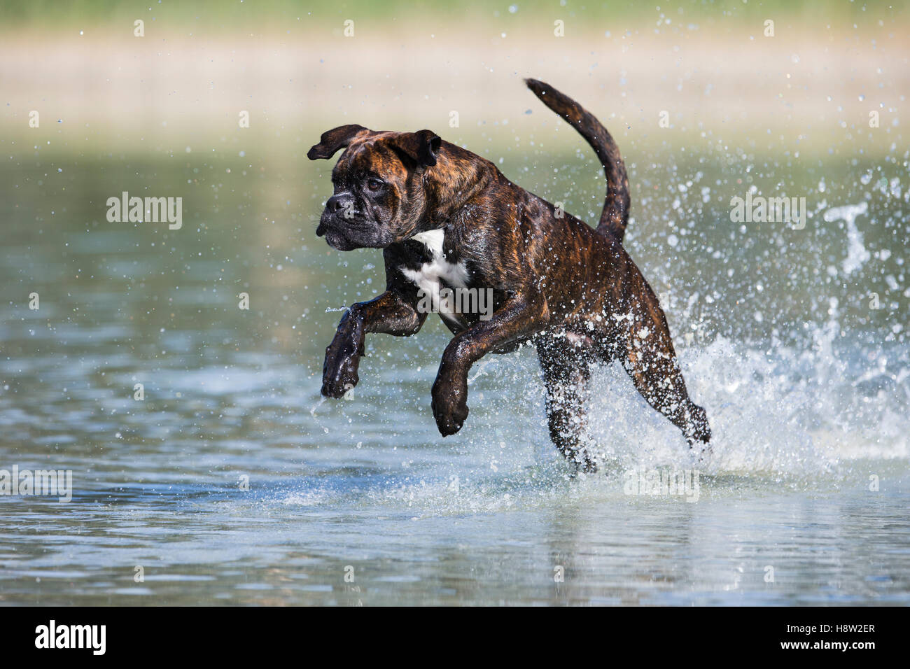 Boxer in esecuzione in acqua, Austria Foto Stock