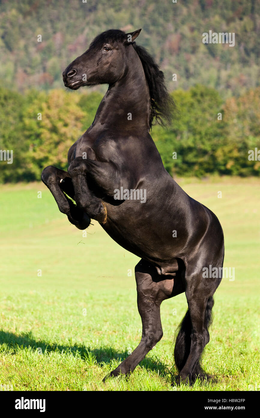 Il frisone cavallo sulle zampe posteriori, prato, foresta, Austria Foto Stock