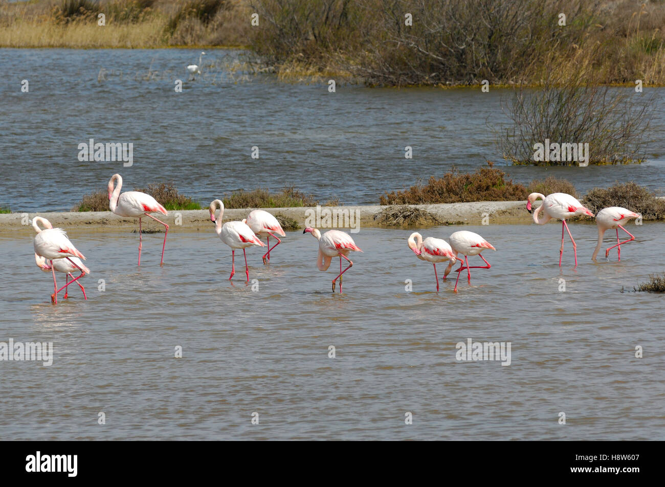 Flamants Roses,salin de giraud, Parc Naturel Regional de Camargue Bouches du Rhone, Francia Foto Stock