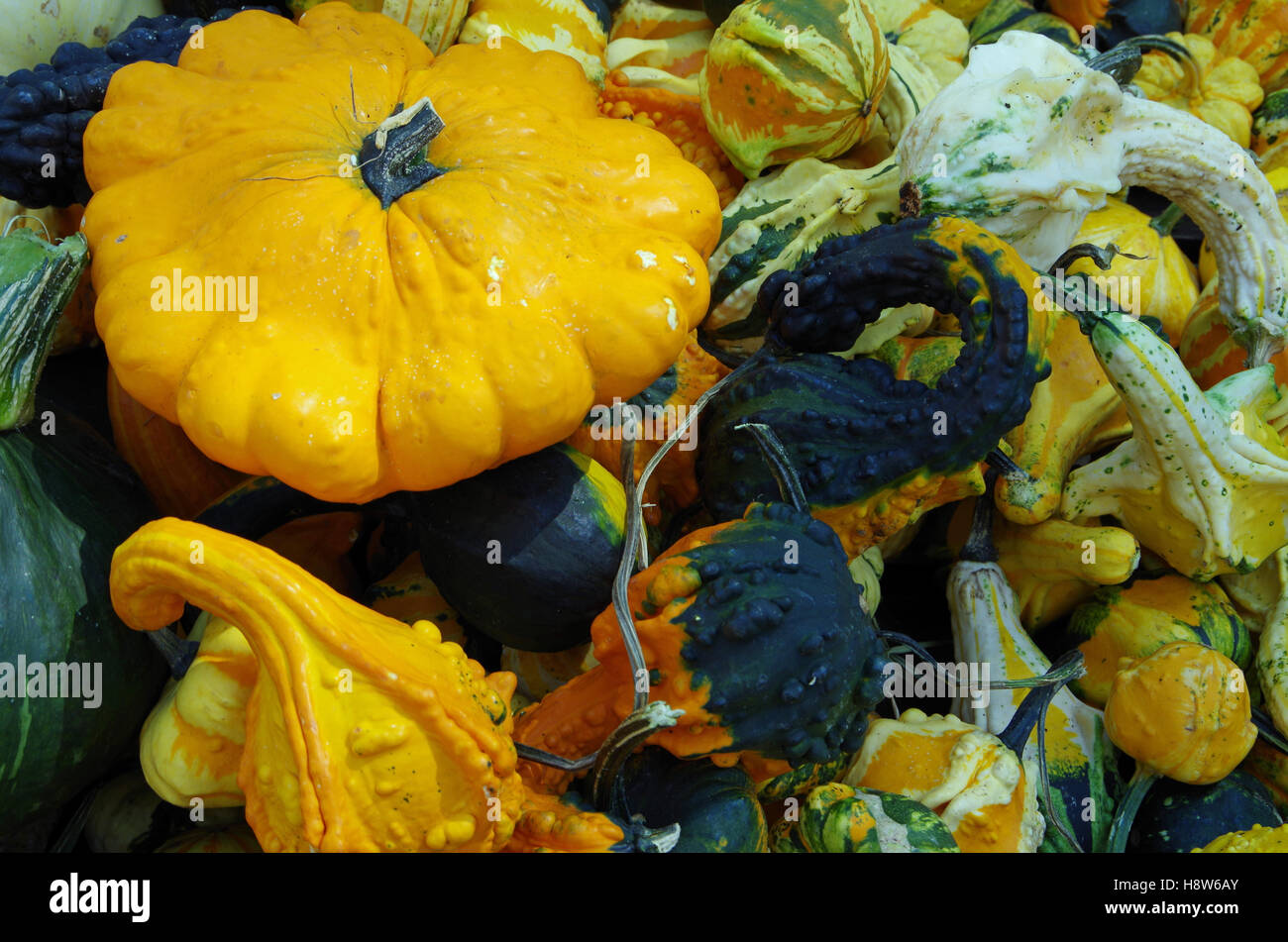 Multi-colore di zucche e zucche visualizzati per l'autunno del mercato per le vacanze Foto Stock