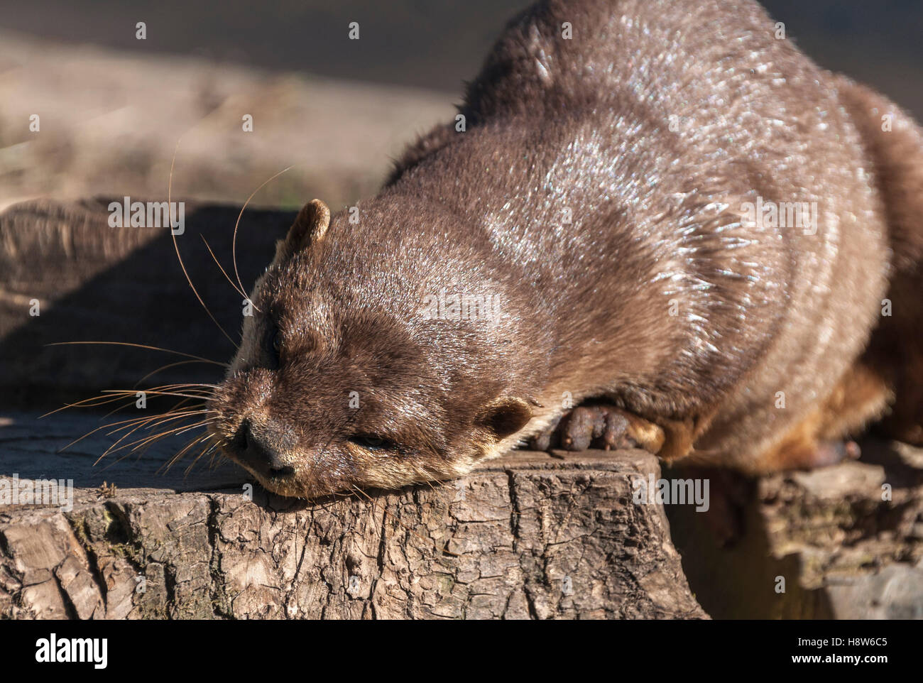 Asian Short-Clawed Lontra (Amblonyx cinereus) Foto Stock