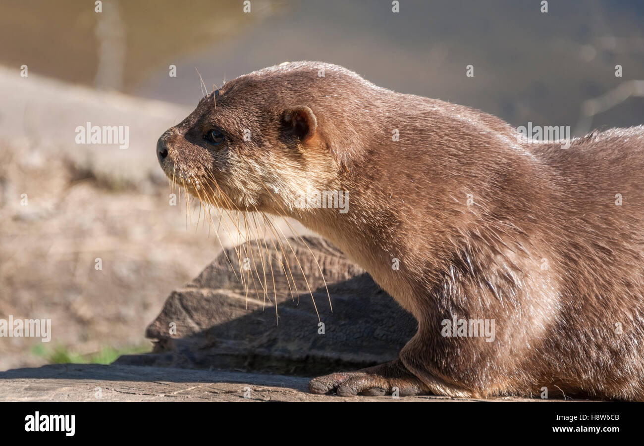 Asian Short-Clawed Lontra (Amblonyx cinereus) Foto Stock