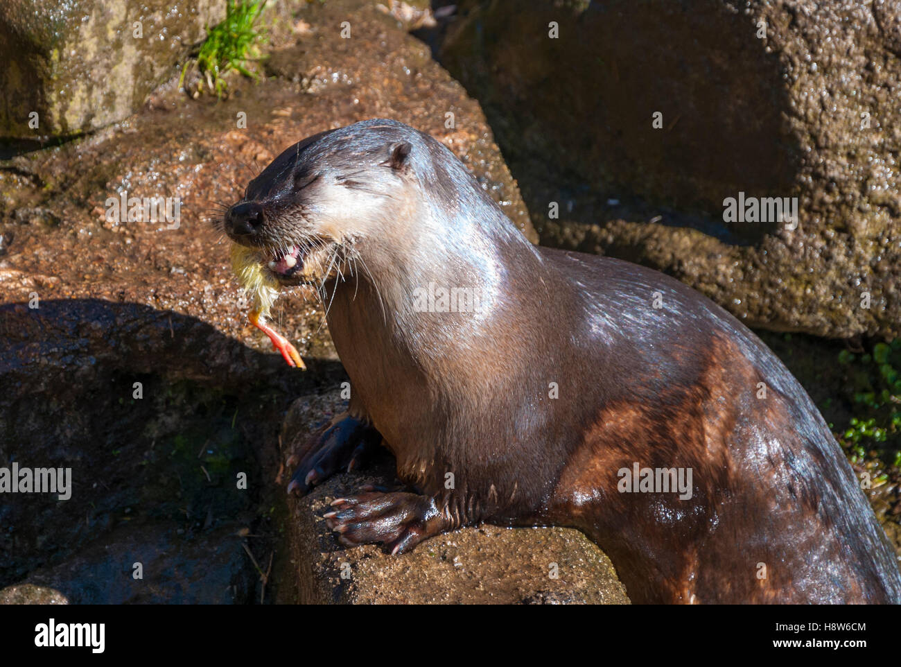 Nord America Lontra di fiume di mangiare un (morto) pulcino Foto Stock