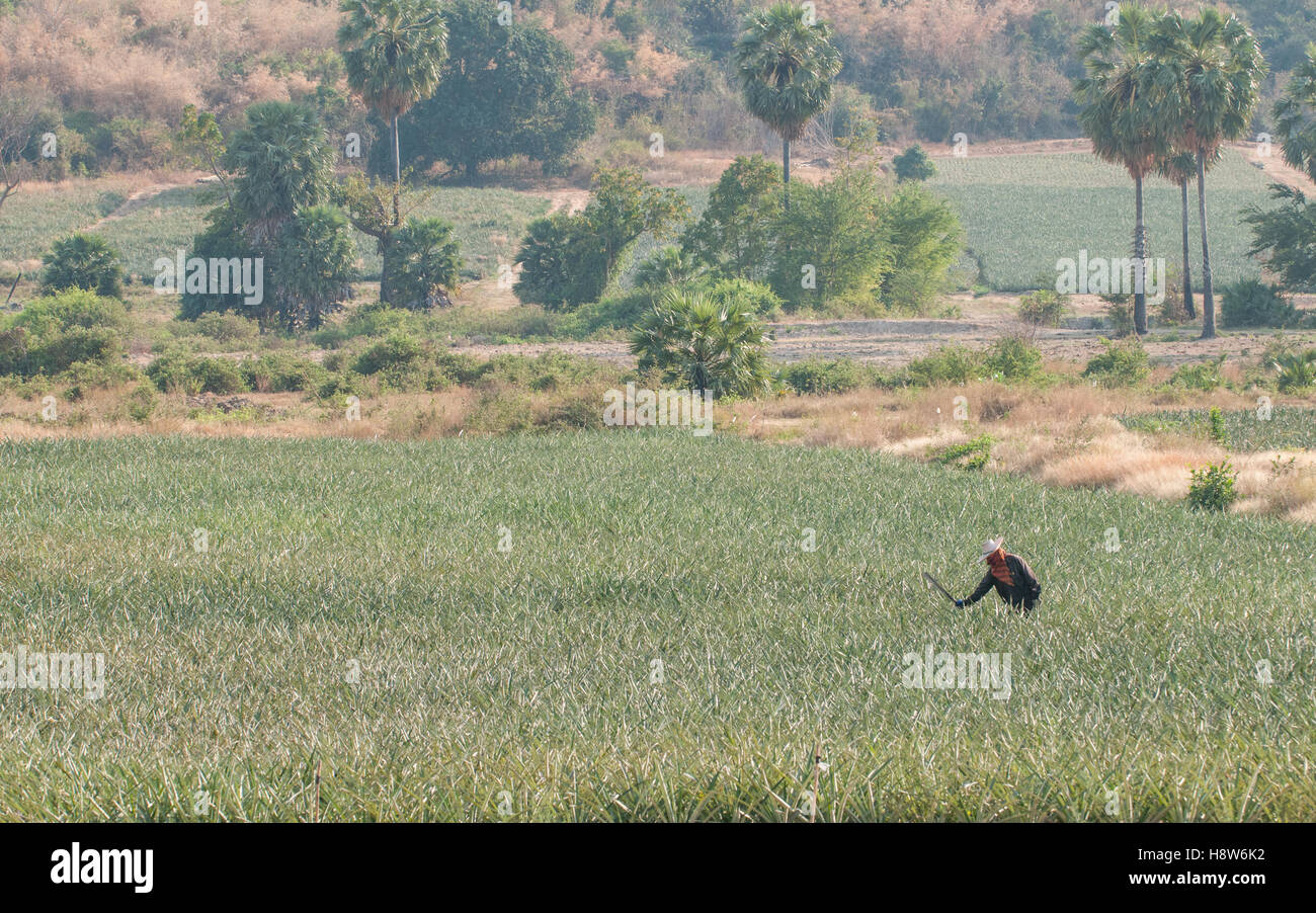 Uomo thailandese funziona in un campo di ananas nella campagna a sud di Hua Hin, Thailandia Foto Stock