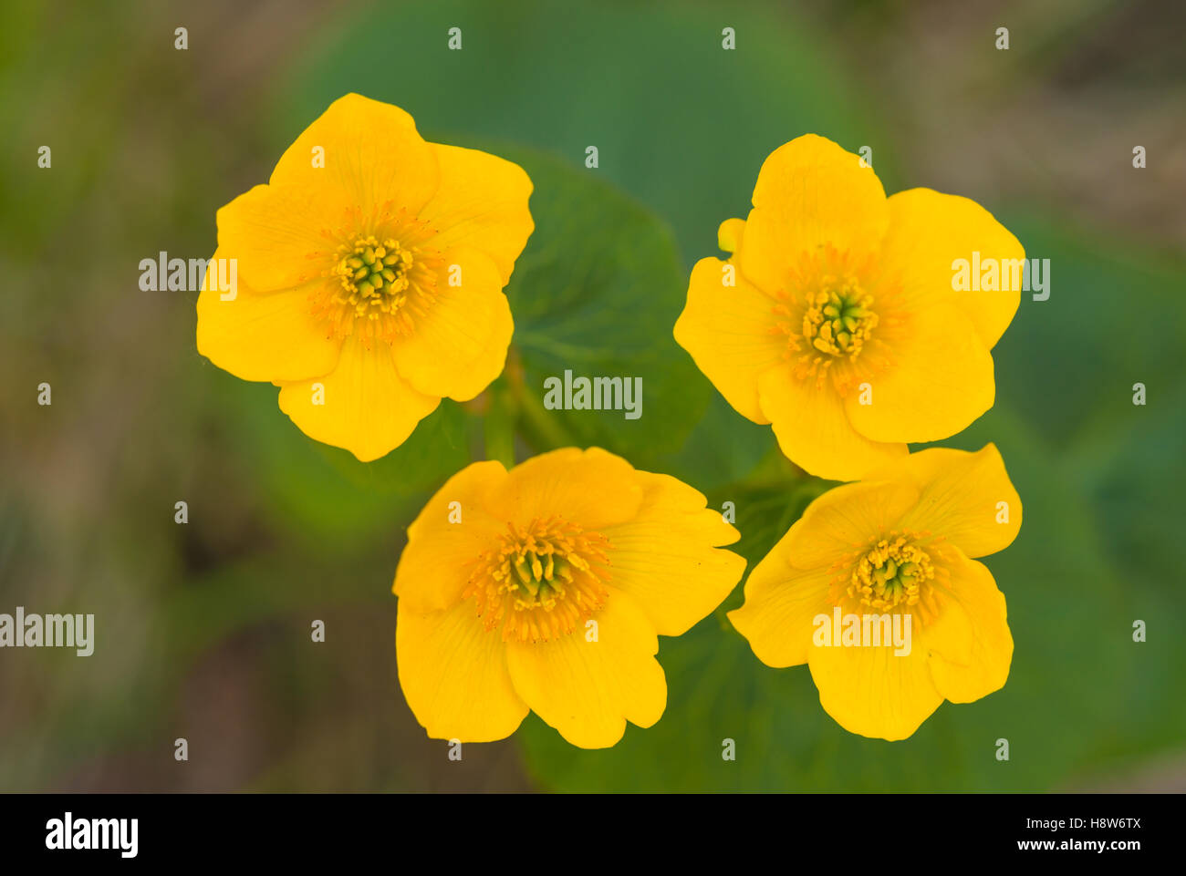 Un quartetto di palude di fiori di tagete, Caltha palustris, fioritura in Wagner Bog Area Naturale, Alberta, Canada Foto Stock