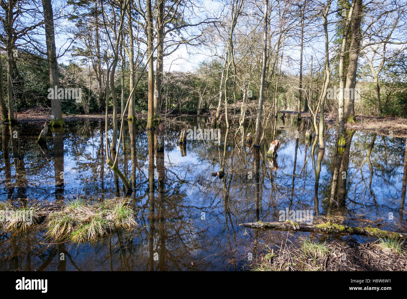 Bosco allagato in Surrey. Foto Stock