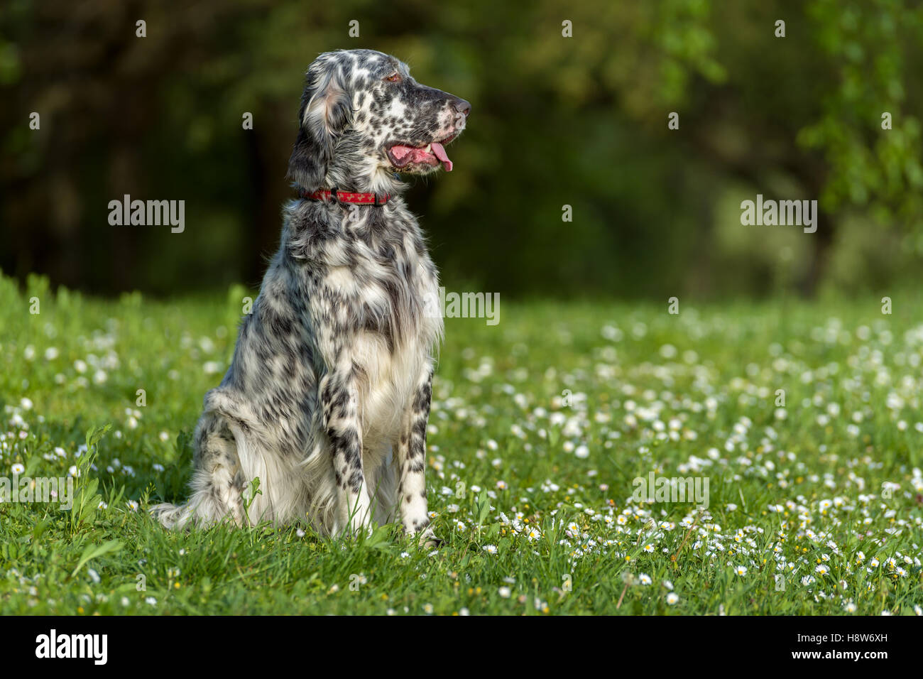 Carino blue belton setter inglese cane è seduto in una bella ... Prato fiorito in inglese