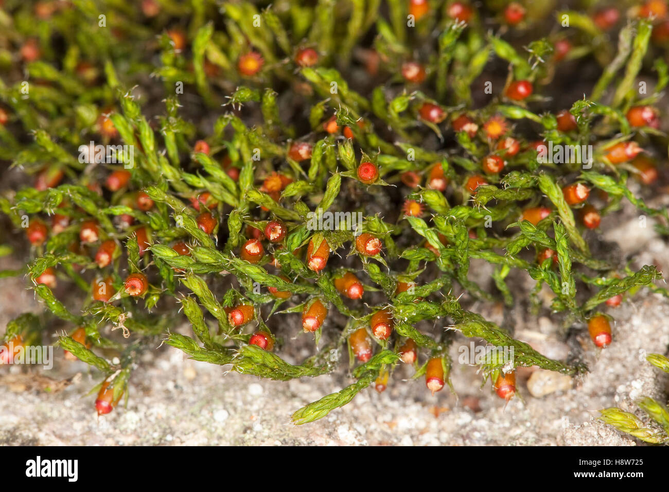 Verstecktkapseliges Spalthütchen, Dickhaar-Spalthütchen, Verstecktfrüchtiges Spalthütchen, wächst auf Steinmauer, Schistidium ap Foto Stock