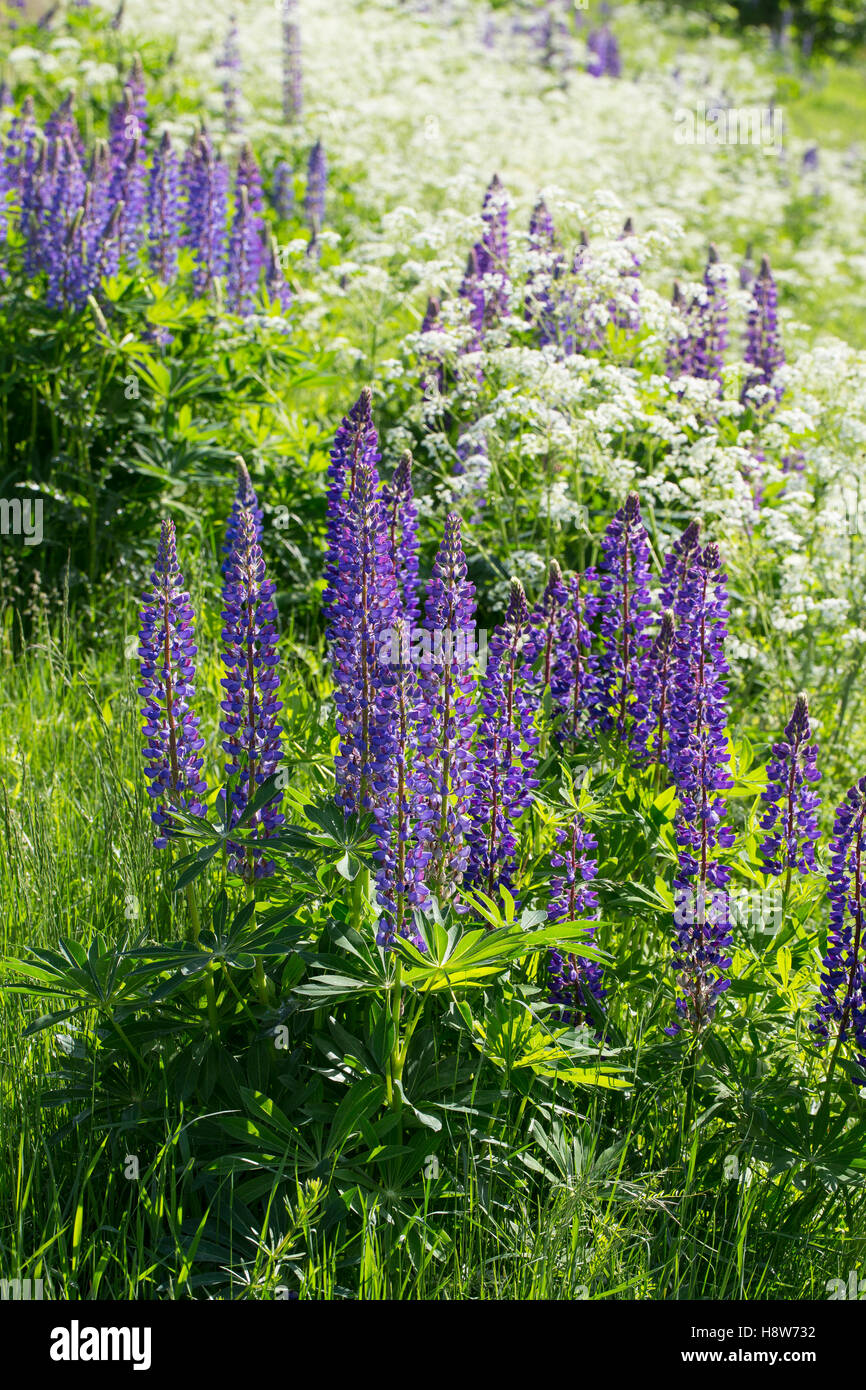 Lupino Vielblättrige, StaudenLupine, Staudenlupine, Lupinen, Lupinus