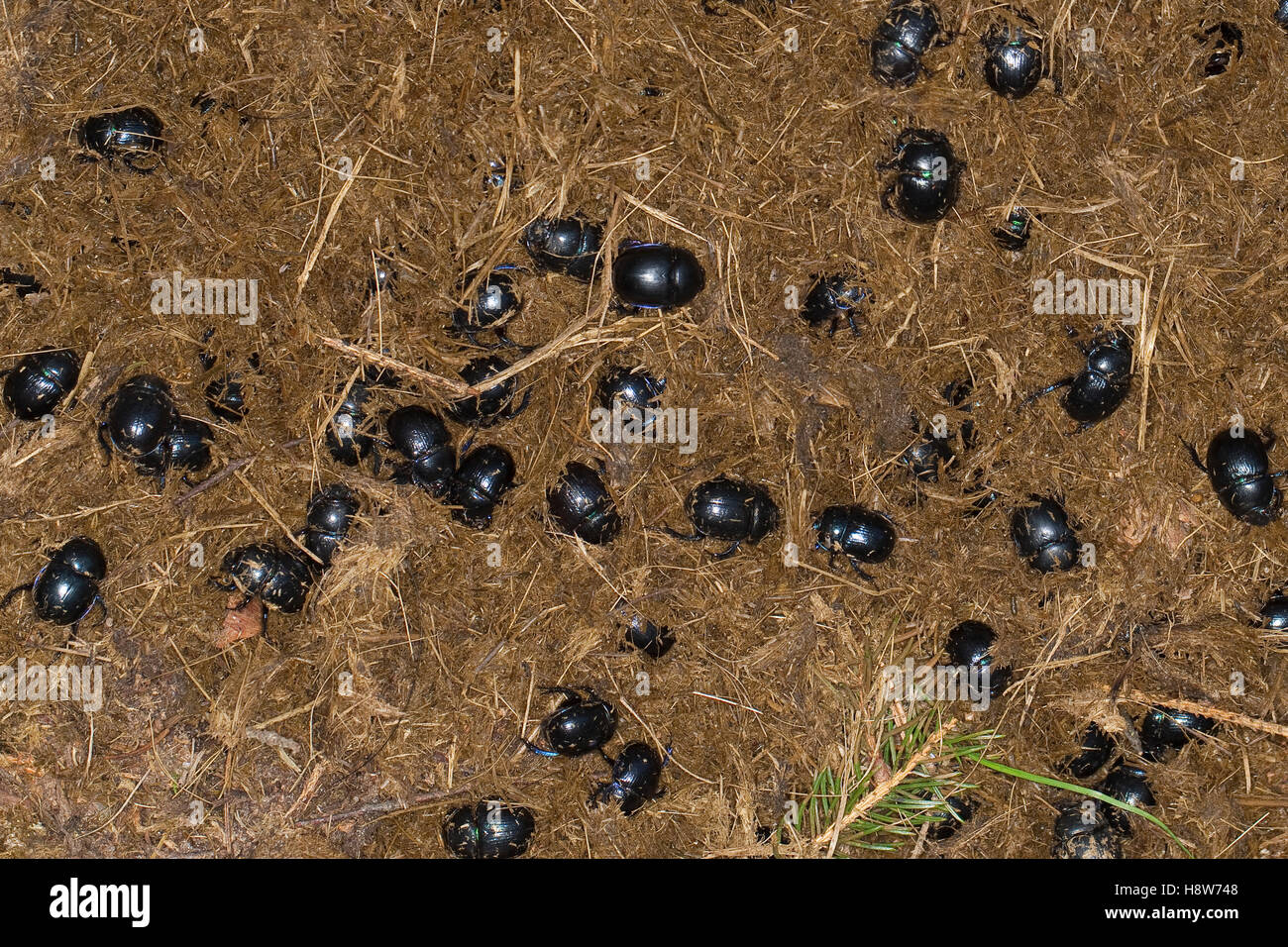 Waldmistkäfer, Wald-Mistkäfer, und andere Mistkäfer-Arten, Mistkäfer, Ansammlung auf Pferdemist, Pferdeapfel, Kot, Losung, Anopl Foto Stock