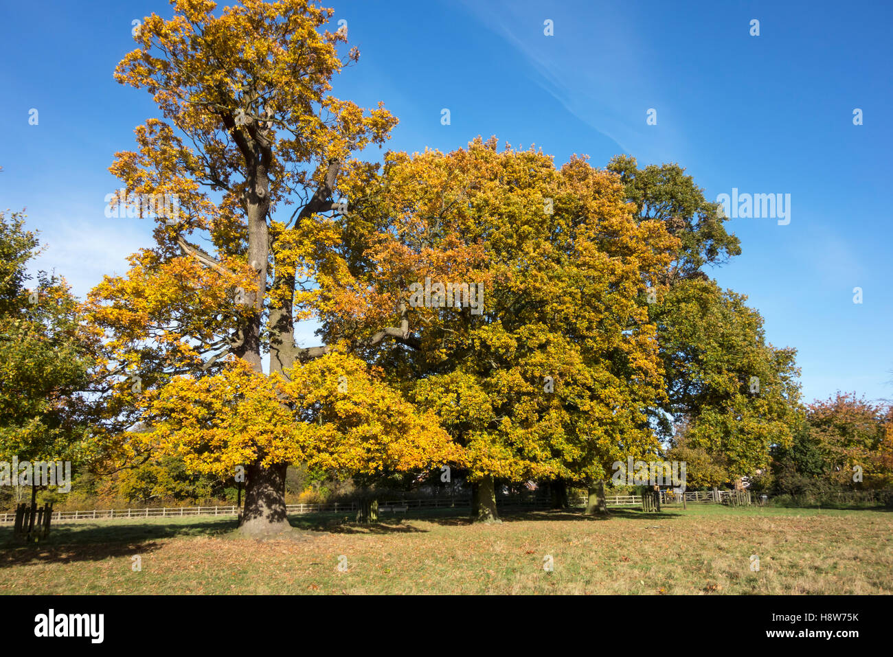 Autunno di splendidi colori Foto Stock