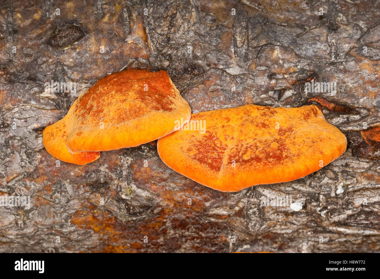 Zinnober-Tramete, Zinnobertramete, Zinnoberrote Tramete, Nördlicher Zinnoberschwamm, Zinnober-Schwamm un Totholz, auf einem Eber Foto Stock