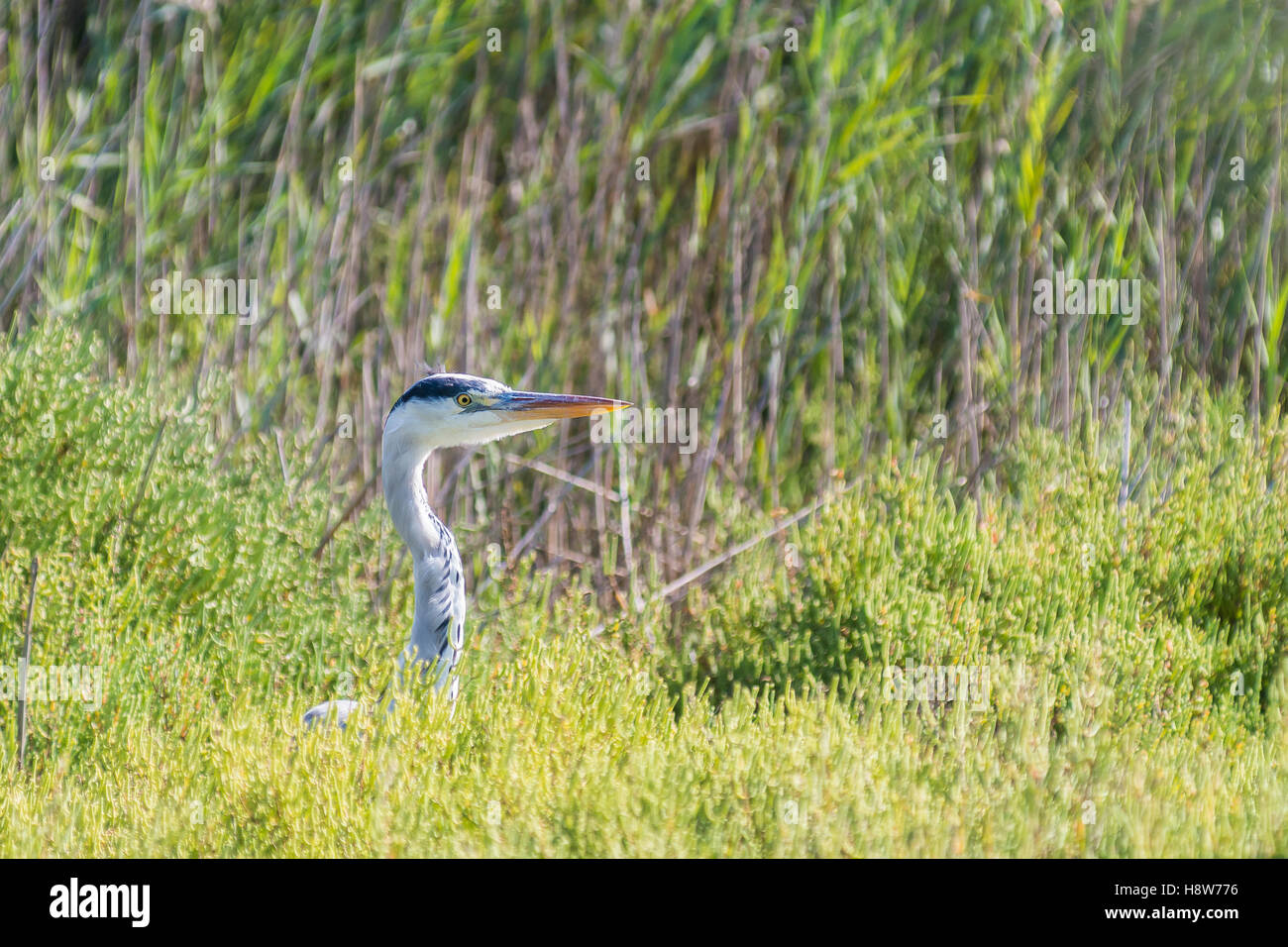 Héron Cendré, Ardera Cinerea , Pont de Gau Camargue Francia Foto Stock