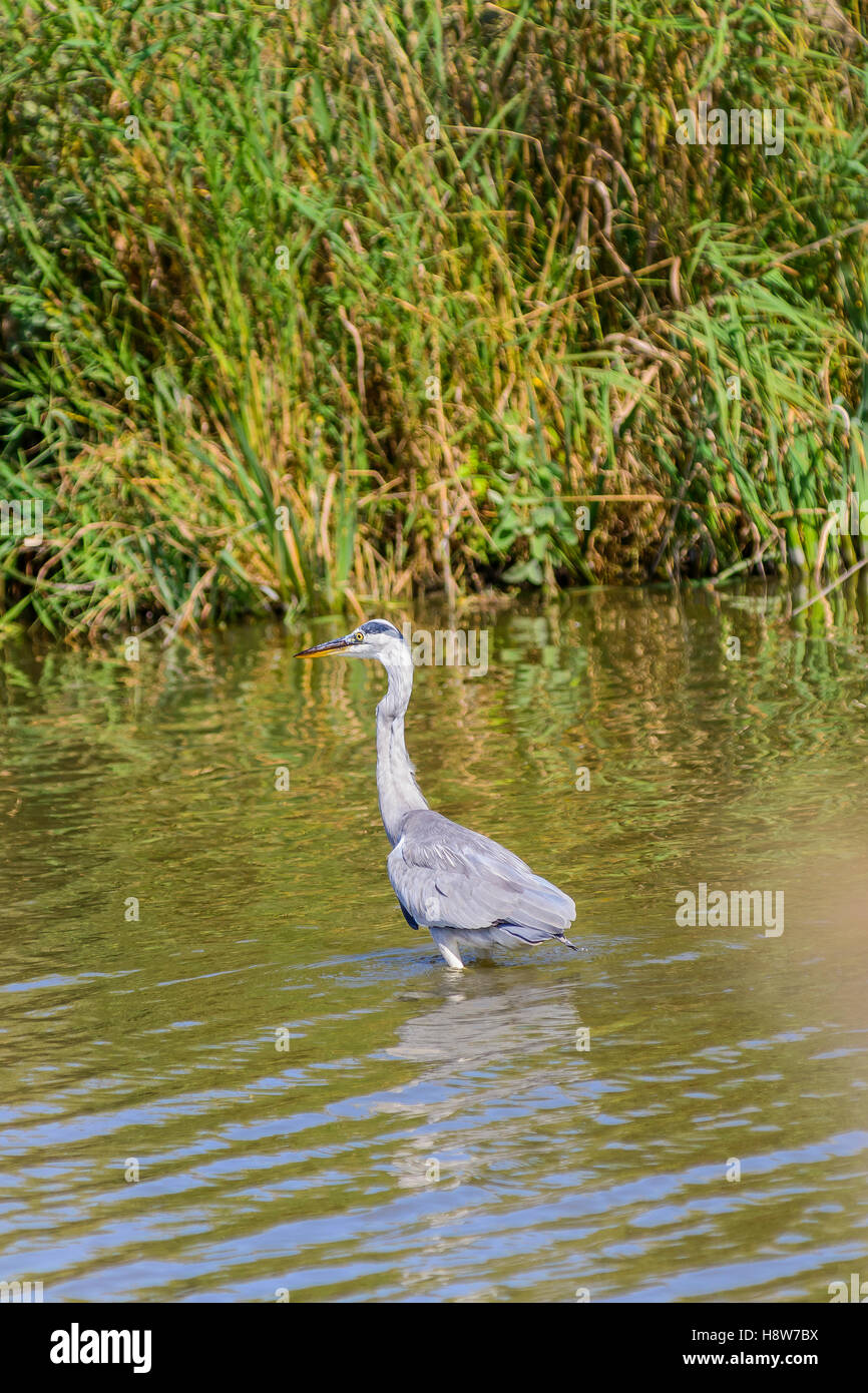 Héron Cendré, Ardera Cinerea , Pont de Gau Camargue Francia Foto Stock
