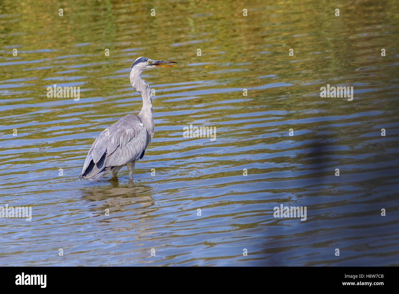 Héron Cendré, Ardera Cinerea , Pont de Gau Camargue Francia Foto Stock